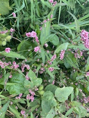 Persicaria maculosa