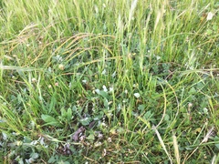 Arctotheca calendula