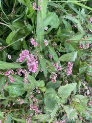 Persicaria maculosa