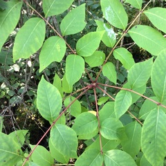 Toxicodendron vernix