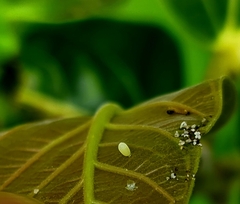 Euploea core