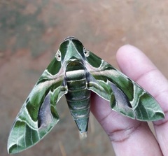 Daphnis nerii