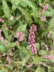 Persicaria maculosa