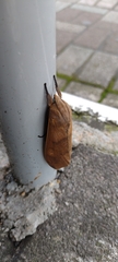 Lepidoptera
