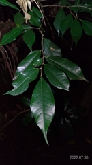 Ficus ampelos