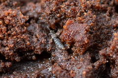 Anomognathus cuspidatus