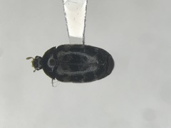 Trogoderma glabrum