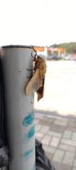 Lepidoptera