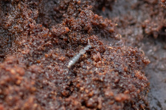 Anomognathus cuspidatus