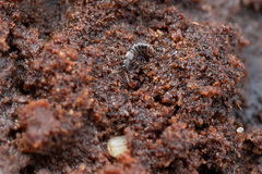 Anomognathus cuspidatus