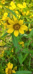 Bidens trichosperma