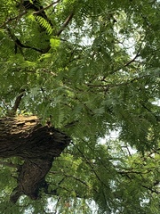 Gleditsia triacanthos