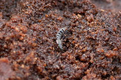 Anomognathus cuspidatus