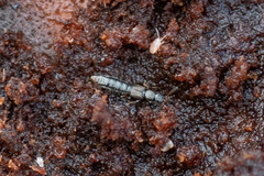 Anomognathus cuspidatus