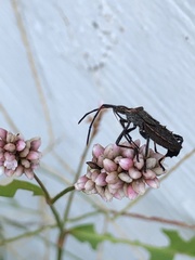 Leptoglossus phyllopus