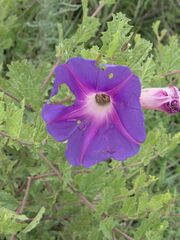 Ipomoea stans