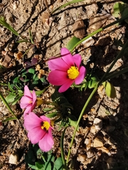 Moraea versicolor
