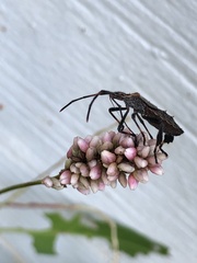 Leptoglossus phyllopus