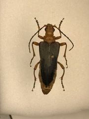 Stenocorus schaumii