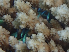 Chromis viridis