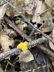 Tremella