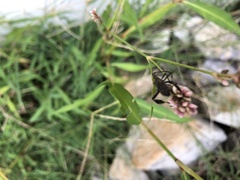Leptoglossus phyllopus