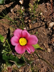 Moraea versicolor