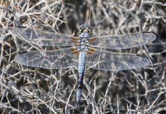 Libellula composita