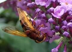 Volucella zonaria