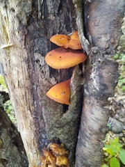 Flammulina velutipes