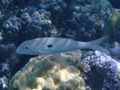 Mulloidichthys flavolineatus