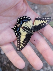 Papilio polyxenes rudkini