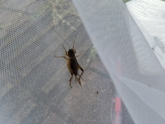 Loxoblemmus doenitzi