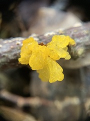 Tremella