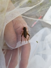 Loxoblemmus doenitzi