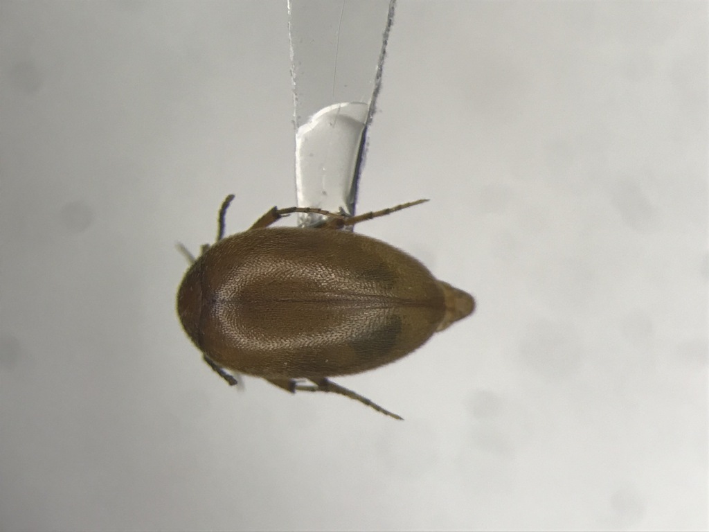 Punctured Plate-thigh Beetle