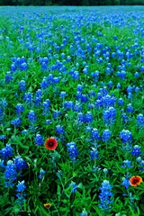 Lupinus texensis