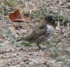 Spermestes cucullata