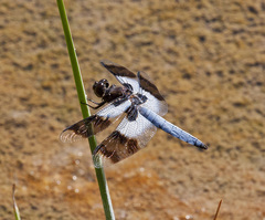 Plathemis subornata