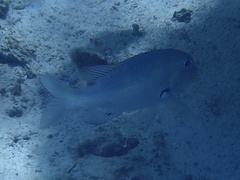 Monotaxis grandoculis