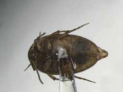 Nycteus punctulatus