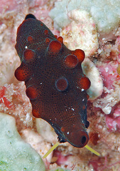 Coriocella nigra