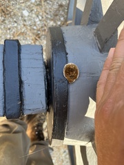 Gloeophyllum sepiarium