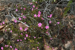 Acmadenia sheilae