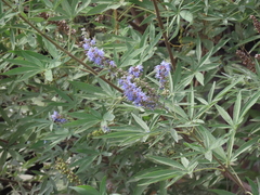 Vitex agnus-castus