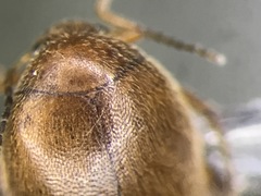 Nycteus punctulatus
