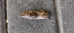 Lepidoptera
