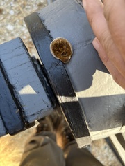 Gloeophyllum sepiarium