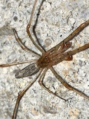 Tetragnatha laboriosa