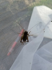 Loxoblemmus doenitzi